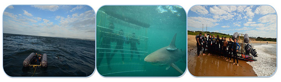 Shark Cage Diving Tour - ZuluSafaris.com