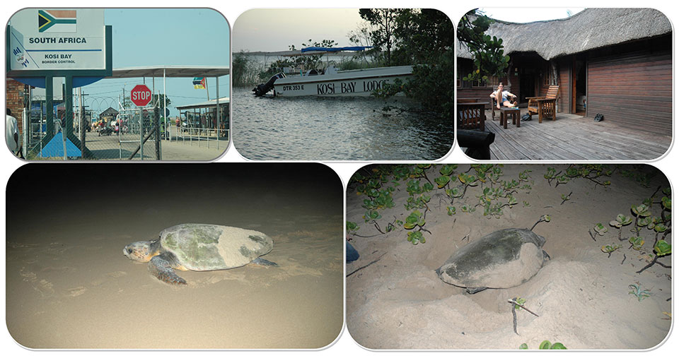 Turtle Nesting Tours - ZuluSafaris.com